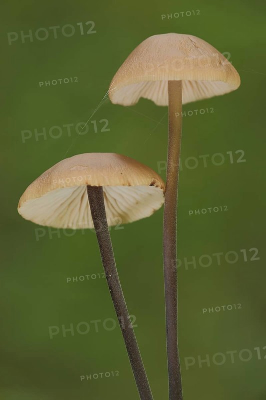Long-stemmed garlic swallow, two, stem, long, thin, Stringy-stemmed garlic swallow, Schwindlinge, Schwindling, Marasmius, Ritterlingsartige, Tricholomataceae, Blätterpilze (Agaricales), leaf fungus, Ständerpilz, mushroom (Marasmius alliaceus), Bremthal, Eppstein, Taunus, Hesse, Germany, Europe