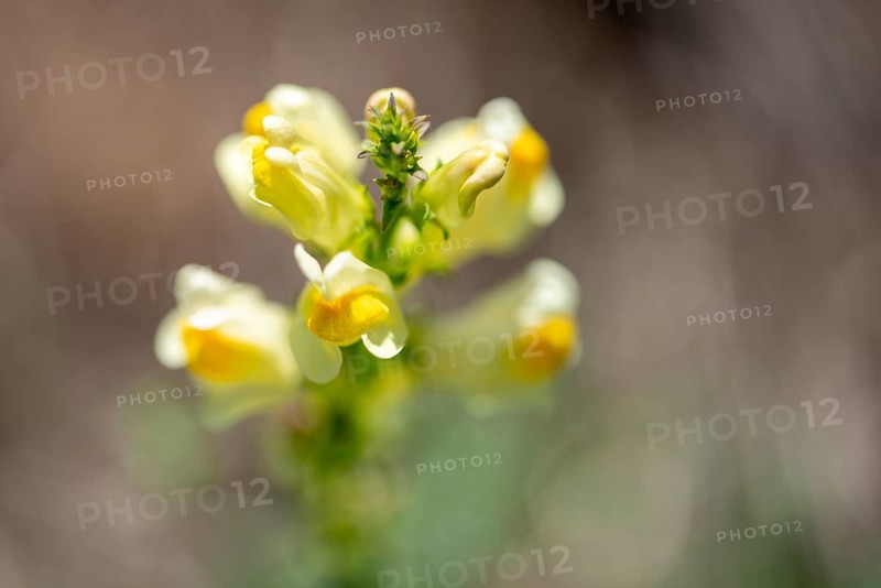 True toadflax, flowers on the Elbe meadows near Schartau in Jerichower Land, Saxony-Anhalt, Germany, Europe