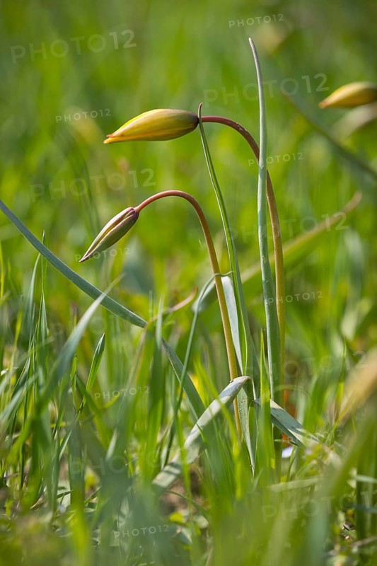 Wild tulips (Tulipa sylvestris), buds, Saxony, Germany, Europe