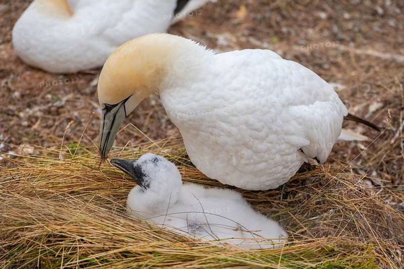 Northern gannet (Morus bassanus), Helgoland Cliff, Helgoland High Seas Island, nests, chicks, North Sea, Schleswig-Holstein, Germany, Helgoland, Schleswig-Holstein, Germany, Europe