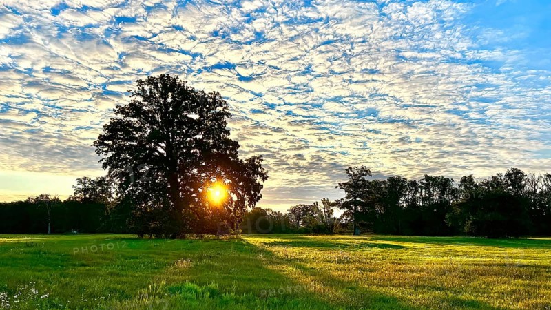Sunrise, floodplain meadows, floodplain landscape on the Middle Elbe, morning mist, fog, sunrays, old oaks, solitary oaks, high summer, Middle Elbe Biosphere Reserve, Saxony-Anhalt, Germany, Europe
