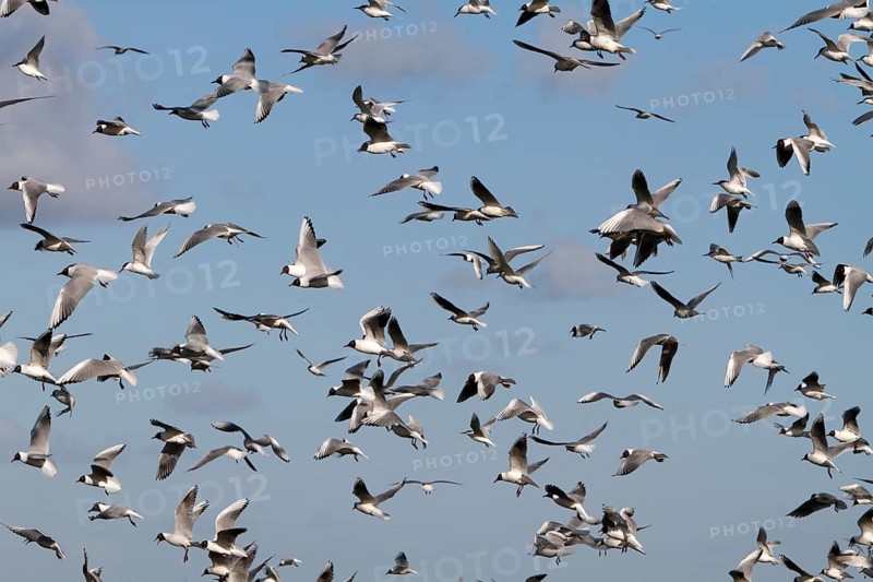 Black-headed Black-headed Gull (Chroicocephalus ridibundus), predation defence, breeding colony in turmoil, Lower Saxon Wadden Sea National Park, East Frisian Islands, Lower Saxony, Germany, Europe