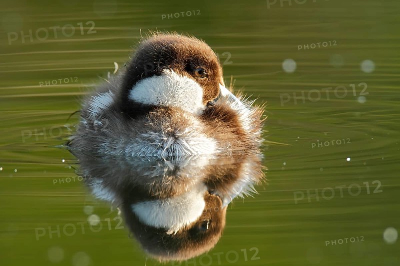 Common Goldeneye (Bucephala clangula), juvenile with reflection on the water, Naturpark Flusslandschaft Peenetal, Mecklenburg-Western Pomerania, Germany, Europe