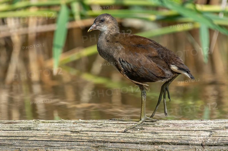 Young common bog gallinule (Gallinula chloropus) sitting on a tree trunk in a river. Bas-Rhin, Alsace, Grand Est, France, Europe