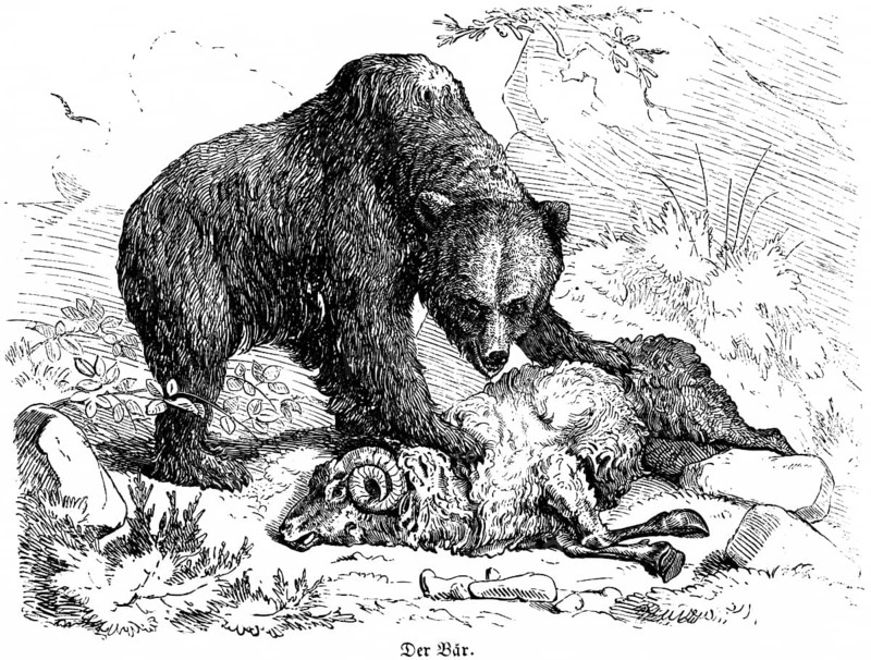Bear kills a ram, Hubertus hunting and hunting scenes, wild animals, horns, death, wool, nature, paw, historical illustration around 1860