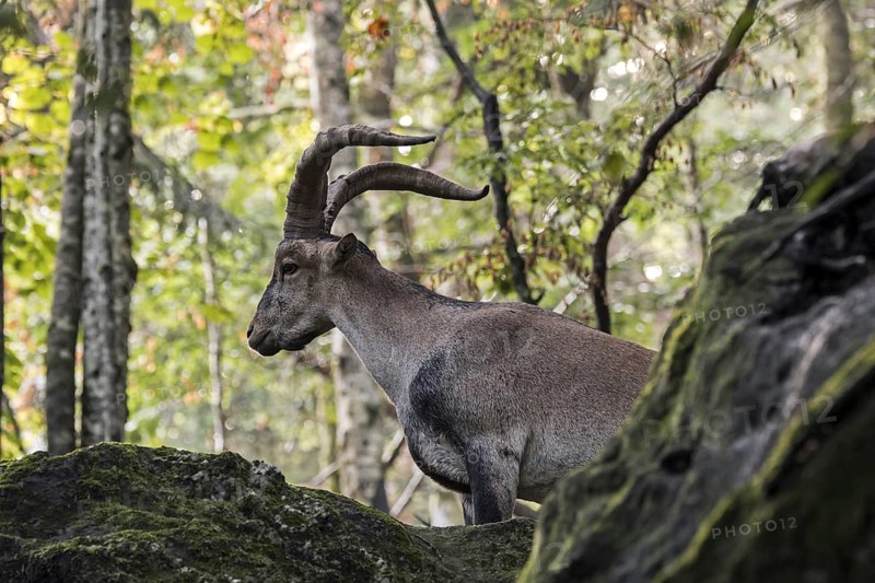 Iberian ibex, Spanish ibex (Capra pyrenaica) male foraging among rocks in forest on mountain slope