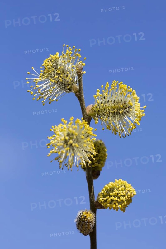 Goat willow, pussy willow (Salix caprea), great sallow close up of flowering yellow male catkins in spring against blue sky