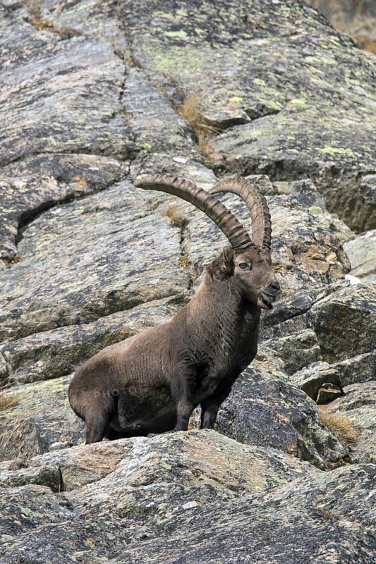 Alpine ibex (Capra ibex) male with large horns foraging in rock face on mountain slope in autumn, Gran Paradiso National Park, Italian Alps, Italy, Europe