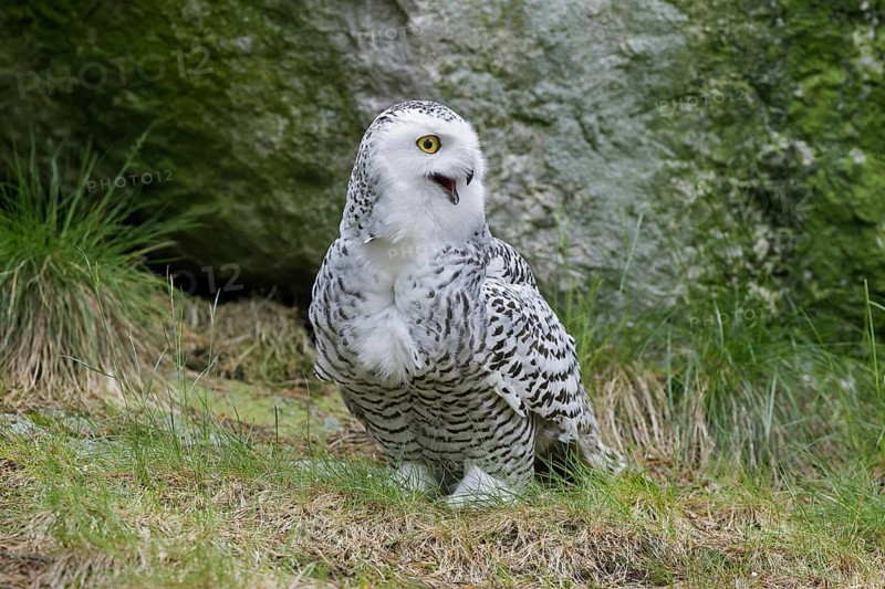 Snowy owl (Nyctea scandiaca) portrait of female calling