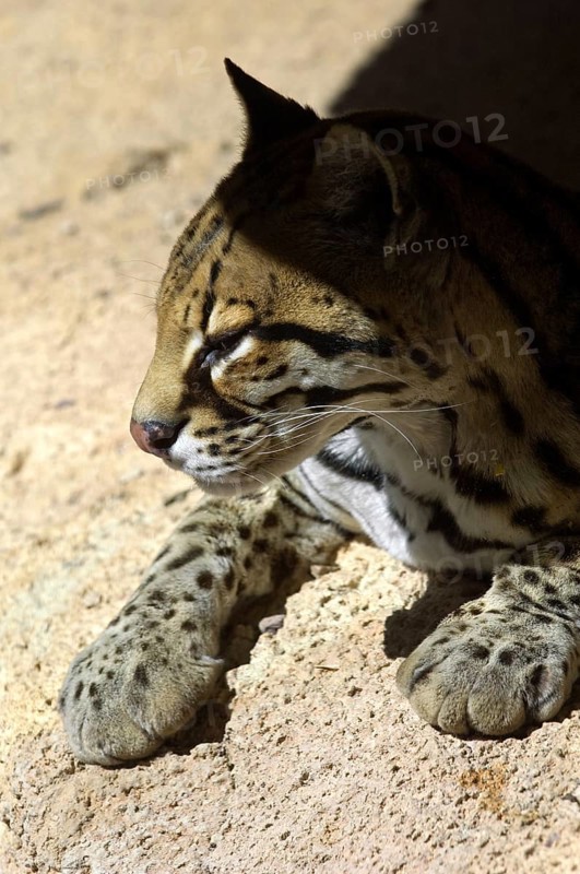 Ocelot (Felis pardalis) dwarf leopard, wild cat native to South and Central America, resting on rock in the shade, Arizona, US