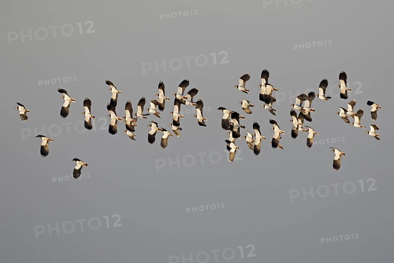 Northern lapwing (Vanellus vanellus) flock flying against dark grey snowy sky in winter