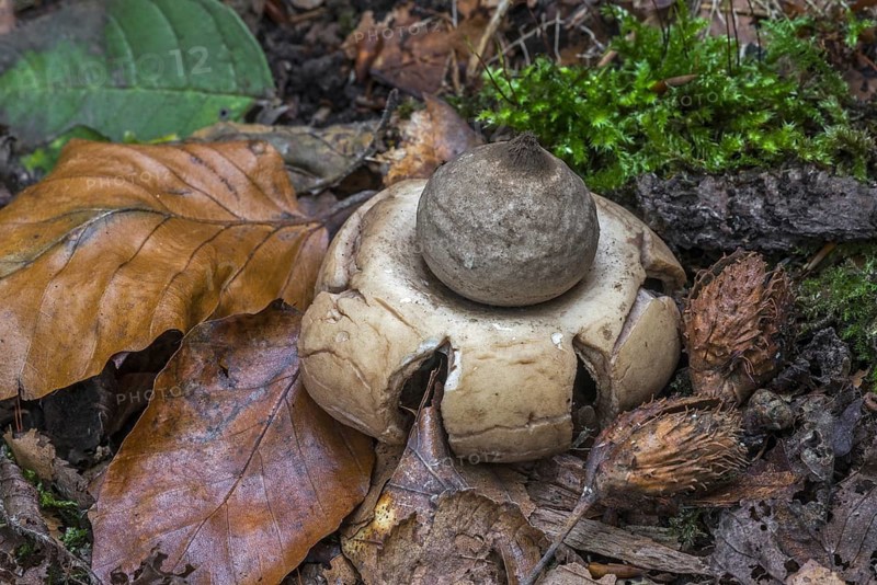 Collared earthstar (Geastrum triplex), saucered earthstar, triple earthstar in autumn forest
