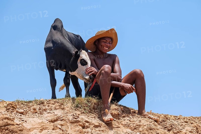 Smiling Malagasy boy posing with zebu calf, Belo sur Tsiribihina, Menabe Region, Central Highlands, Madagascar, Africa