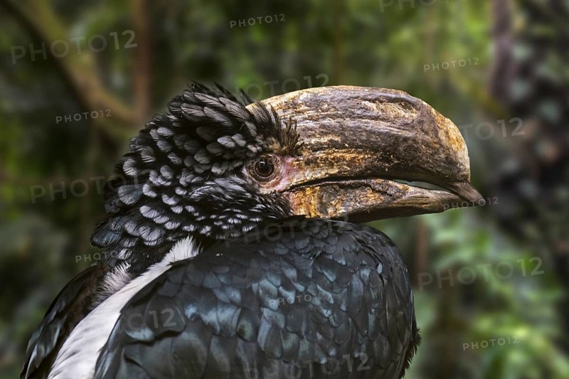 Silvery-cheeked hornbill (Bycanistes brevis) (Ceratogymna brevis) close up portrait, native to East Africa