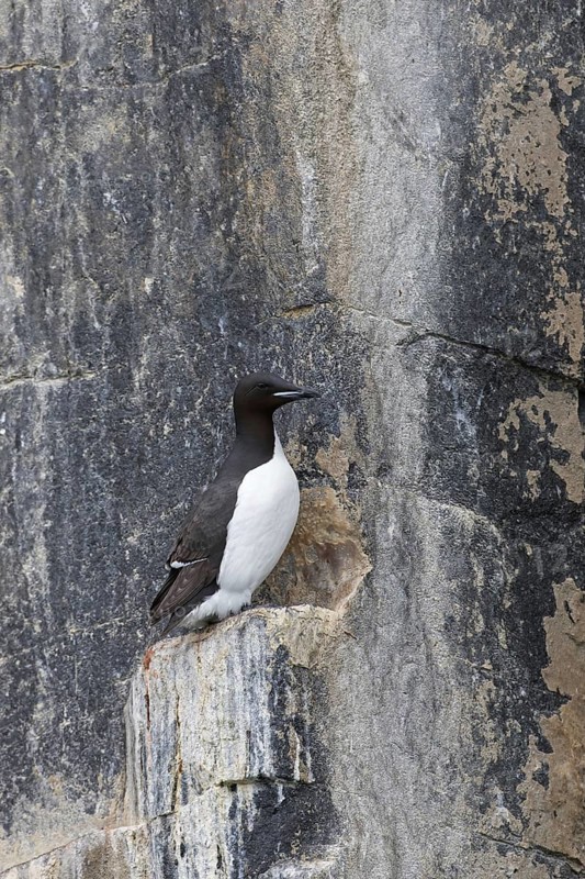 Thick-billed murre (Uria lomvia), Brünnich's guillemot on rock ledge in sea cliff in seabird colony, Alkefjellet, Hinlopenstreet, Svalbard, Norway, Europe