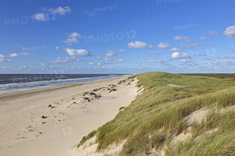 Beach and European marram grass (Ammophila arenaria), beachgrass in the dunes on Texel, West Frisian Island in the Wadden Sea, the Netherlands