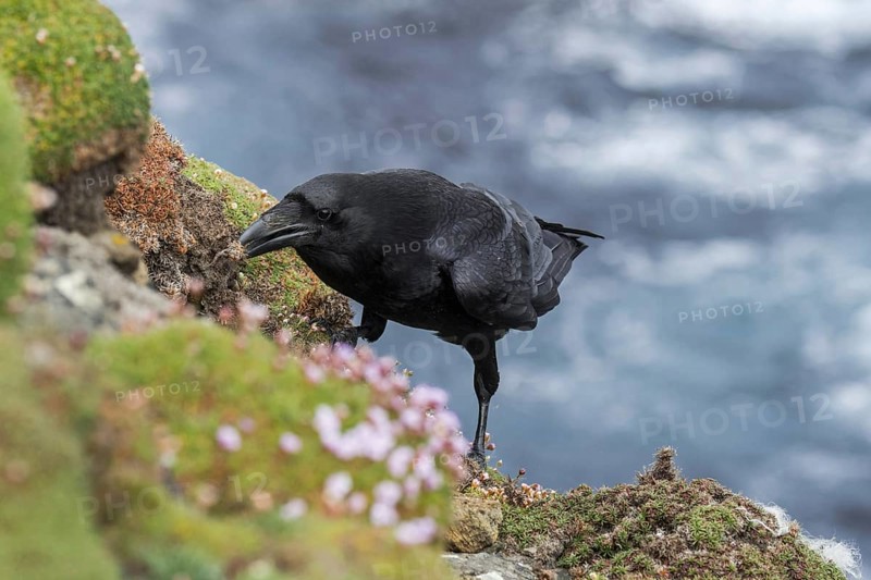 Common raven, northern raven (Corvus corax) on top of sea cliff along the coast, Shetland Islands, Scotland, UK