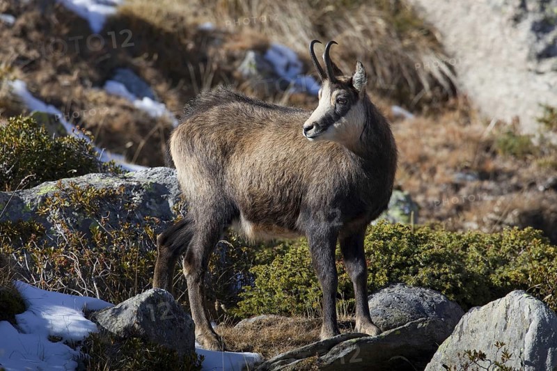 Chamois (Rupicapra rupicapra) portrait in the Italian Alps in autumn, Gran Paradiso National Park, Italy, Europe