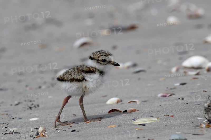 Little Ringed Plover (Charadrius hiaticula), young bird foraging on the beach, Lower Saxon Wadden Sea National Park, East Frisian Islands, Lower Saxony, Germany, Europe