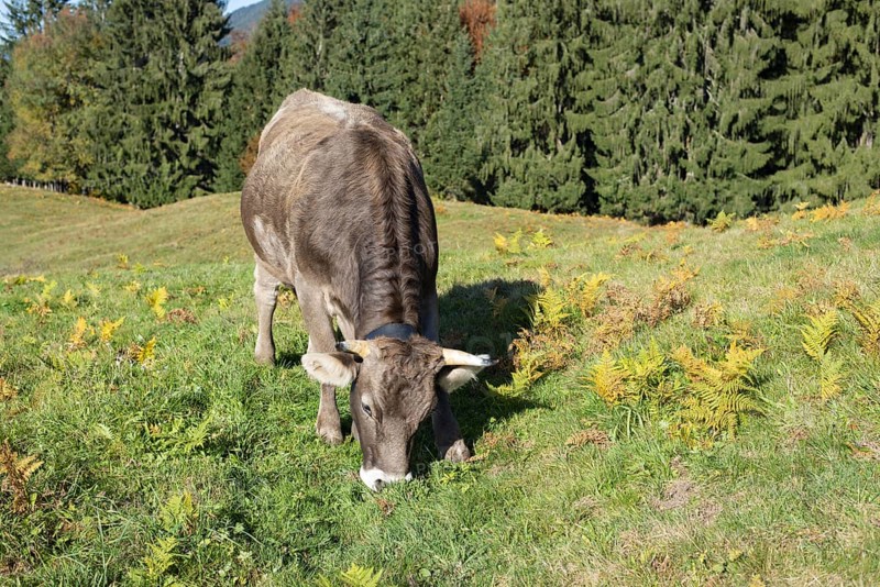 Allgäuer Braunvieh (Bos primigenius taurus), Allgäu, Bavaria, Germany, Europe