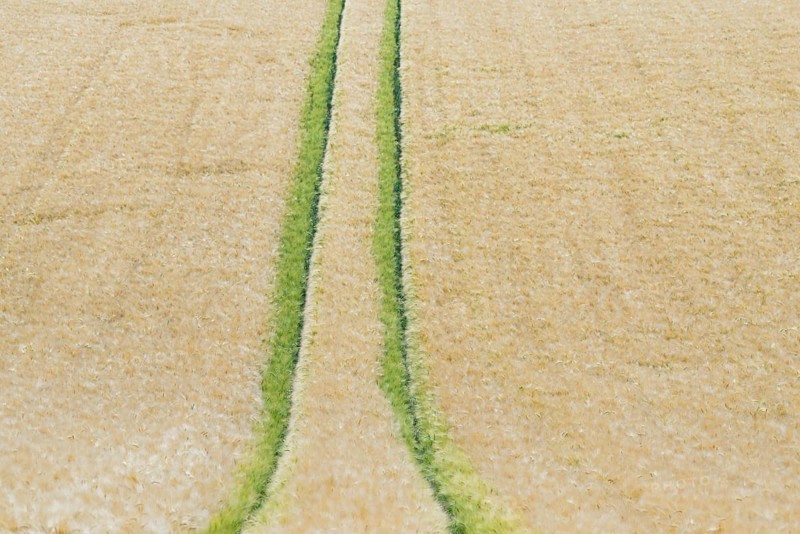 View of a grain field, barley (Hordeum vulgare), tractor tracks, North Rhine-Westphalia, Germany, Europe