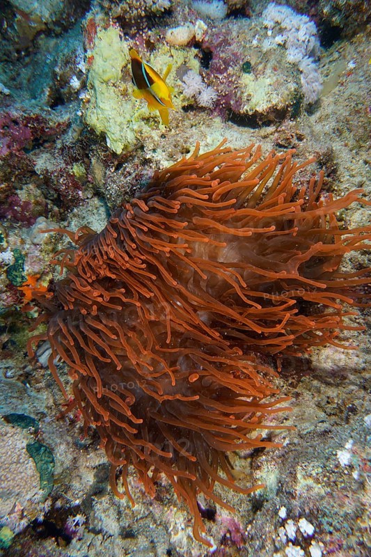 Fluorescent bubble-tip anemone (Entacmaea quadricolor) with red sea clownfish (Amphiprion bicinctus), Dive site House Reef, Mangrove Bay, El Quesir, Egypt, Red Sea, Africa