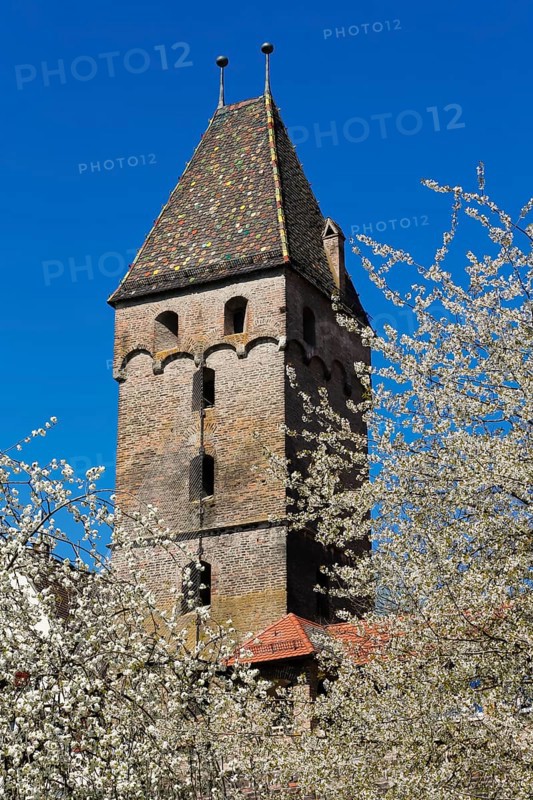 Metzgerturm, medieval city gate, brick tower, city fortification, trees, spring blossom, Ulm, Baden-Württemberg, Germany, Europe