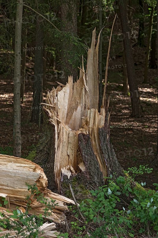 Splintered tree trunk due to storm, Bavaria, Germany, Europe