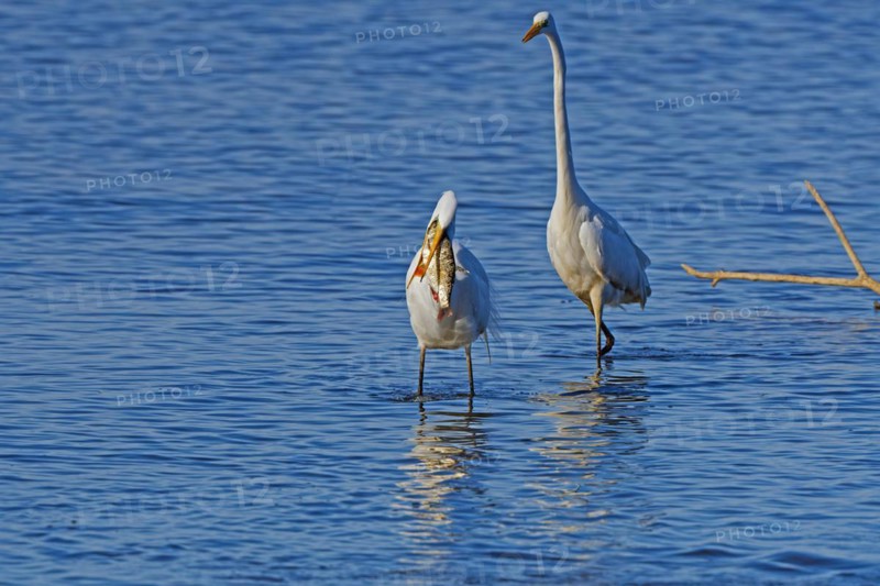 Great egret standing in the water, devouring a pike, behind another Great White Egret (Ardea alba), Chiemsee, Upper Bavaria, Bavaria, Germany, Europe