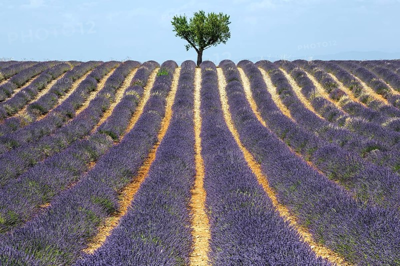 Tree in a lavender field, flowering true lavender (Lavandula angustifolia), near Valensole, Provence, Provence-Alpes-Cote d Azur, South of France, France, Europe