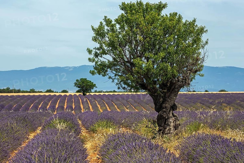 Trees in a lavender field, flowering true lavender (Lavandula angustifolia), near Puimoisson, Plateau de Valensole, Provence, Provence-Alpes-Cote d Azur, Southern France, France, Europe