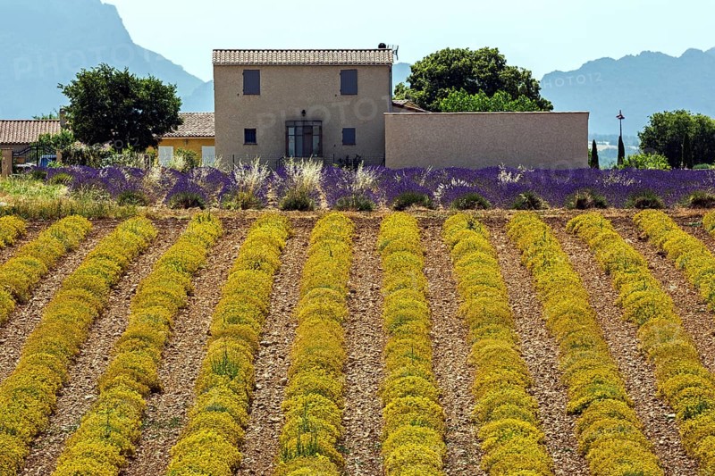 Field with yellow yarrow (Eriophyllum confertiflorum) and true common lavender (Lavandula angustifolia), Puimoisson, Plateau de Valensole, Provence, Provence-Alpes-Cote d Azur, Southern France, France, Europe