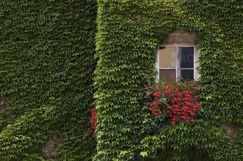Ivy on the house wall, Cathedral Square, Bressanone, South Tyrol, Trentino, Italy, Europe