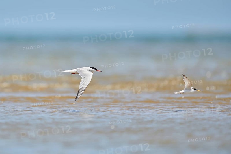 Elegant tern (Thalasseus elegans) flying in the sky above the sea, hunting, ebro delta, Catalonia, Spain, Europe