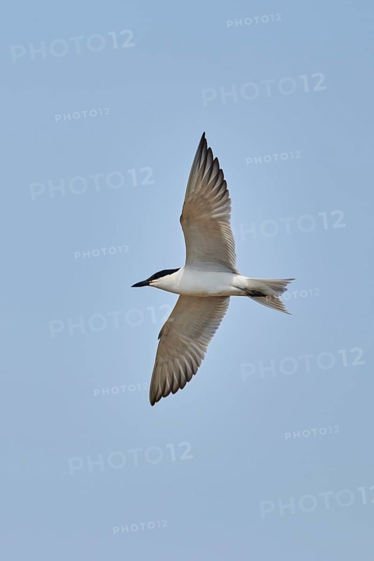 Gull-billed tern (Gelochelidon nilotica) flying in the sky, hunting, ebro delta, Catalonia, Spain, Europe