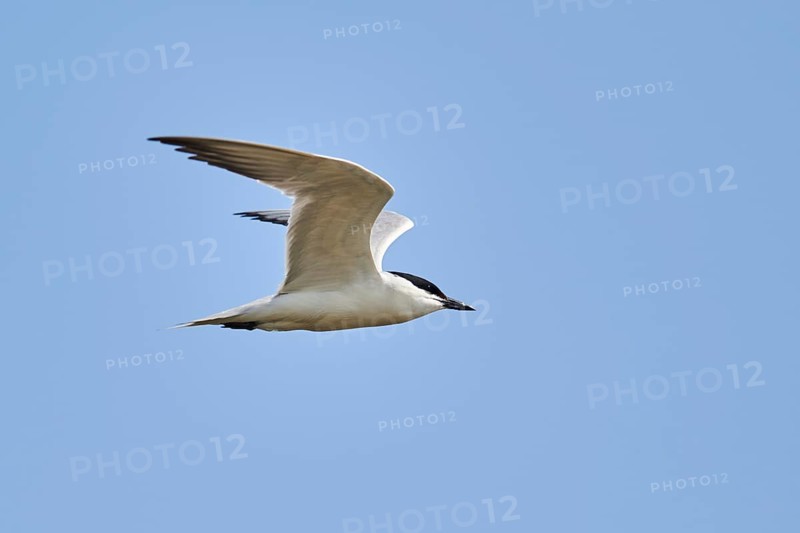 Gull-billed tern (Gelochelidon nilotica) flying in the sky, hunting, ebro delta, Catalonia, Spain, Europe