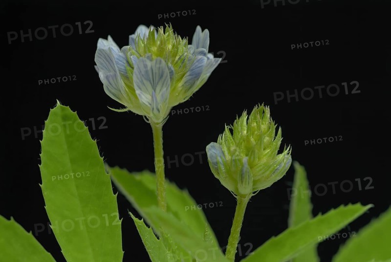 Flower of blue fenugreek, blue fenugreek, Trigonella caerulea, Meliotus coerulea, spice and medicinal plant