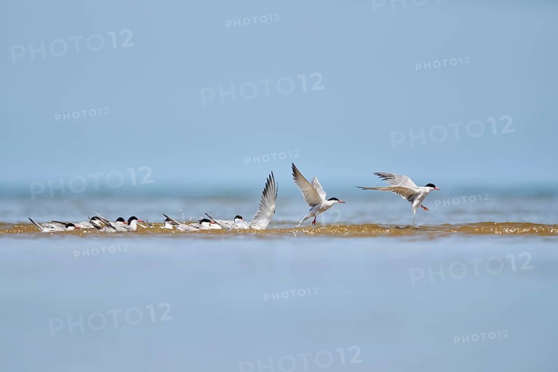Elegant tern (Thalasseus elegans) starting from the sea, hunting, ebro delta, Catalonia, Spain, Europe