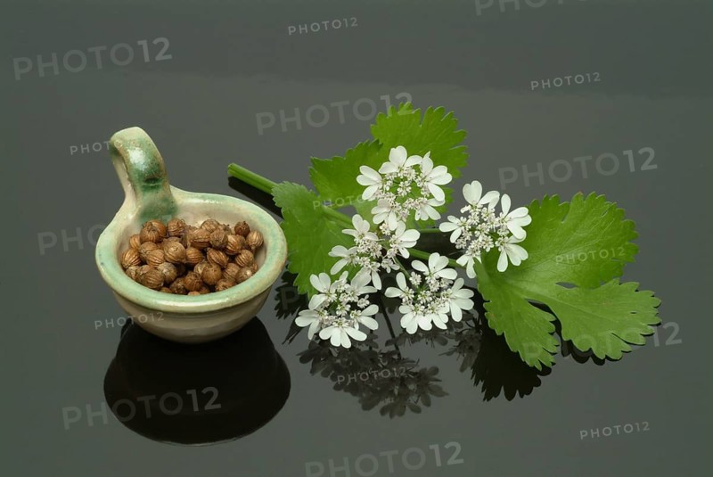 Coriander (Coriandrum sativum), leaves, flowers and seeds, plant species in the umbellifer family, used as a spice and medicinal plant