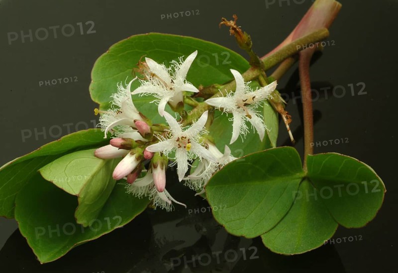 Bog bean (Menyanthes trifoliata) or bitter clover, medicinal plant
