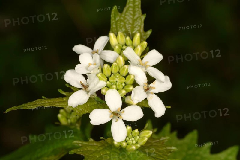 Garlic mustard (Alliaria petiolata), also garlic herb, leek herb, medicinal plant has antiseptic, mild diuretic and expectorant properties. It is also said to have anti-asthmatic properties