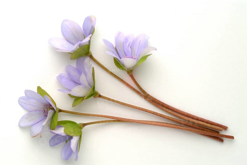 Liverwort (Hepatica triloba) (Hepatica nobilis) (Anemone hepatica), synonyma, common liverwort, three-lobed liverwort, ancient medicinal plant, the plant is effective in bronchitis and inflammation of the airways, it is also said to be useful in diseases of the liver, spleen and kidneys