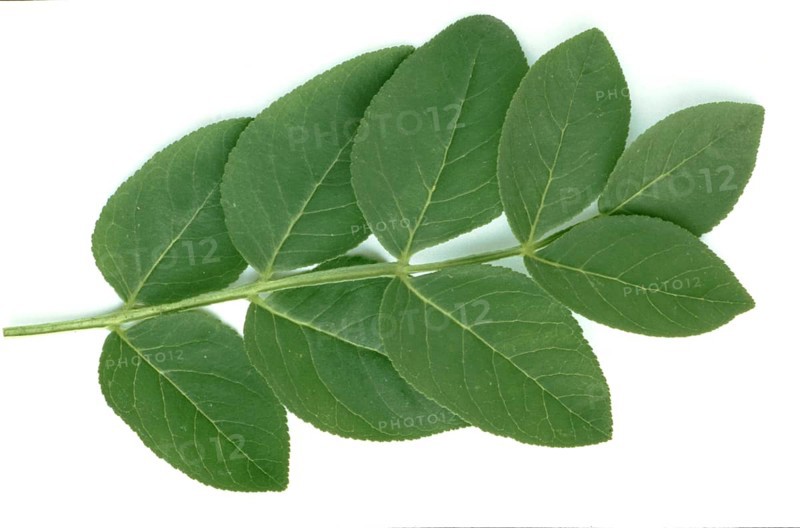 Is also known as burning bush (Dictamnus albus), dittany, gas plant or fraxinella, used as medicinal plant in the middle ages, Diptam, also known as Ashwort or dittany, considered a medicinal plant in antiquity and the Middle Ages