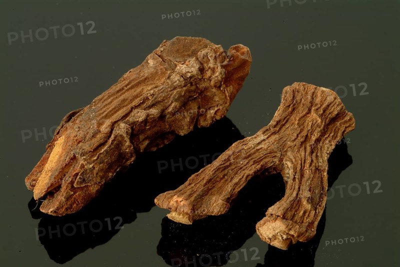 Indian galangal, Alpinia calcarata, Brachychilum horsfeldi, is a rhizomatic perennial herb commonly used in the traditional medicinal systems of Asia. Alpinia calcarata is cultivated in tropical countries. The rhizomes of Alpinia calcarata have been experimentally shown to possess antibacterial, antifungal, anthelmintic, antinociceptive, anti-inflammatory, antioxidant, aphrodisiac, gastroprotective and antidiabetic effects