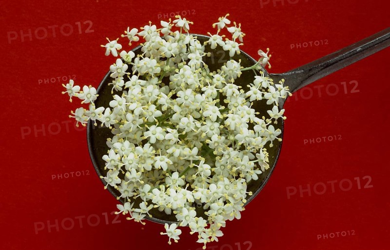 Elderflower, black elder (Sambucus) nigra, medicinal plant, is considered a proven household remedy for colds, kidney and bladder problems and for strengthening the heart and circulation