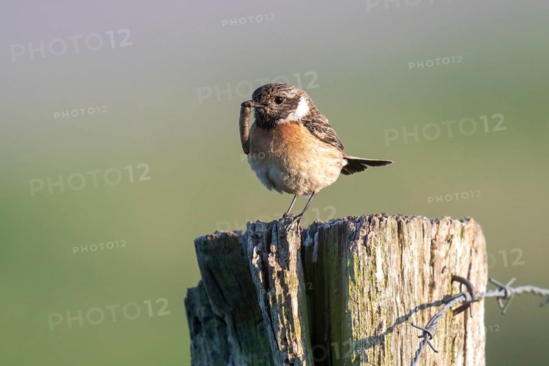 European stonechat (Saxicola rubicola), adult, female, sitting on fence post, feeding, with caterpillar in beak, Dümmerniederung, Diepholz County, Lower Saxony, Germany, Europe