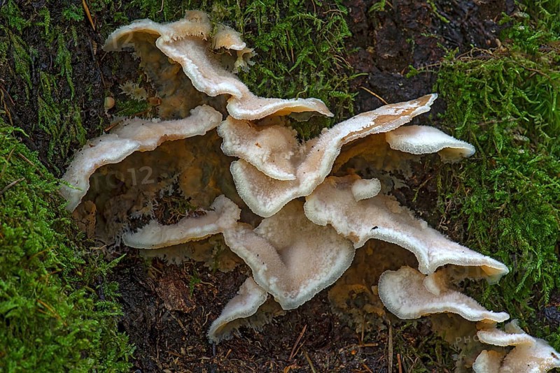 Jelly-fleshed pleco (Merulius tremellosus) in mixed forest, Bavaria, Germany, Europe