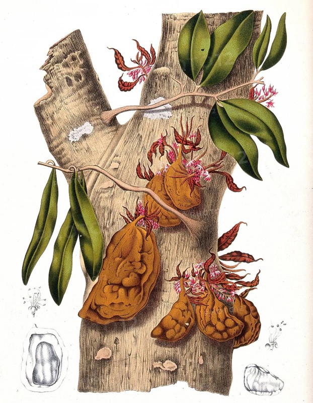 Cynometra cauliflora, colloquially rarely called Nam-Nam, Namnam or frog-fruit, is a species of plant in the genus Cynometra in the carob subfamily Caesalpinioideae within the legume family, Historic, digitally enhanced reproduction of a period original