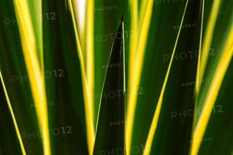 Leaves of an agave against the light, close-up, Madeira, Portugal, Europe