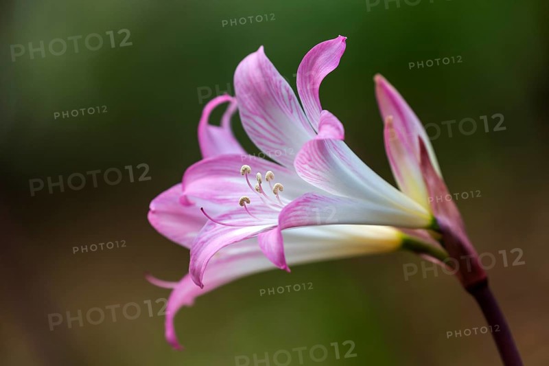 Flower of the belladonna lily (Amaryllis belladonna), Madeira, Portugal, Europe